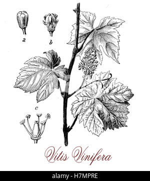 Vitis Vinifera oder gemeinsame Rebsorte stammt aus der Mittelmeerregion, die Blätter sind alternative und palmated. Die Beere ist bekannt als Traube kann grün oder violett, es ist frisch gegessen oder verarbeitet werden, um Wein zu machen oder zur Herstellung von Rosinen getrocknet. Die Pflanze ist vom Neolithikum bekannt. Stockfoto