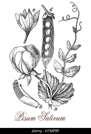 PEA ist eine einjährige Pflanze aus der Antike als ein großes Hilfsmittel von Lebensmitteln bekannt. Die Pod-Frucht enthält mehrere Samen (Erbsen) verbraucht, gekocht, gedämpft oder als Tiefkühlprodukt, in Dosen oder getrocknet. Österreichischer Mönch Gregor Mendel Beobachtungen von Erbsenschoten führten zur Gründung der modernen Genetik Stockfoto