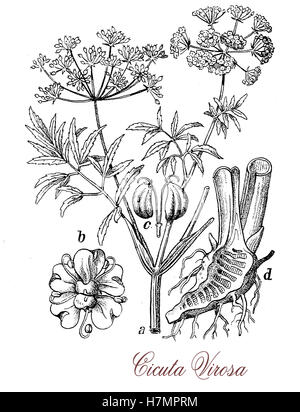 Cicuta ist eine mehrjährige krautige giftige Pflanze. Die Blätter sind tripinnate, die Blüten weiß in gruppierten kleinen Regenschirm. Als Staat vergiften im antiken Griechenland verwendet als Methode der Todesstrafe. Stockfoto