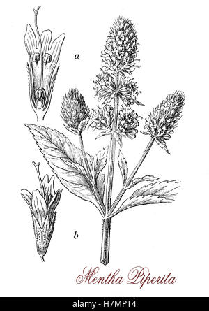 Pfefferminze oder Mentha Piperita ist eine krautige Staude, die schnell wachsende Pflanze, die Blätter sind dunkelgrün mit rötlichen Adern, die lila Blüten. Pfefferminze hat einen hohen Menthol-Gehalt und wird verwendet, um Aroma Tee, Eis, Süßigkeiten, Kaugummi und Zahnpasta. Pfefferminzöl wird als Pestizid verwendet. Stockfoto