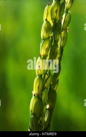 Indien Karnataka, Moodbidri, Reis, Landwirtschaft, close-up Reiskorn Stockfoto