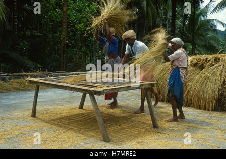 Indien Karnataka, Moodbidri, Reis, Landwirtschaft, nach der Ernte wegwerfen Stockfoto