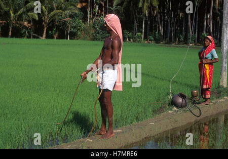 Indien Karnataka, Moodbidri, Reisanbau, Spritzen von chemischen Herbizide und Pestizide Stockfoto