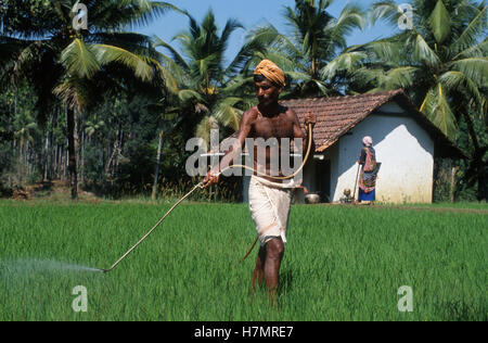 Indien Karnataka, Moodbidri, Reisanbau, Spritzen von chemischen Herbizide und Pestizide im Reisfeld Stockfoto