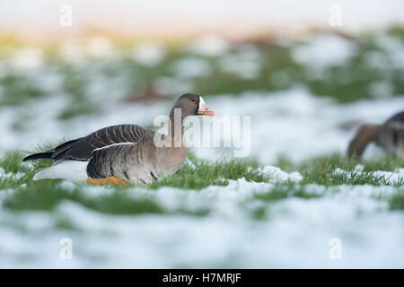 Weiß – Anser Gans (Anser Albifrons), arktischen Wintergast, zu Fuß über eine schneebedeckte Wiese, Seitenansicht, Deutschland. Stockfoto