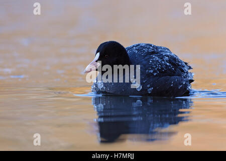 Schwarzen Wasserhuhn / eurasischen Blässhuhn (Fulica Atra) mit Eis bedeckt Gefieder schwimmen auf schön gefärbtem Wasser, kalt-warmen Farben, Kontrast. Stockfoto