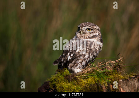 Eine kleine Eule Stockfoto