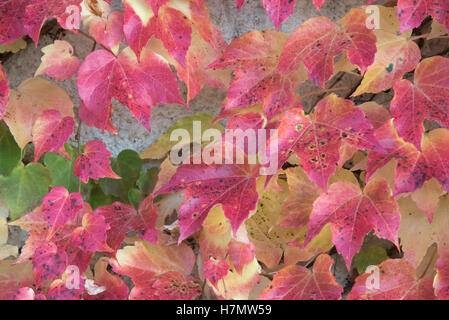 Bunte Blätter im Herbst, Grilly, Auvergne, Rhône-Alpes, Frankreich Stockfoto