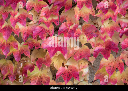 Bunte Blätter im Herbst, Grilly, Auvergne, Rhône-Alpes, Frankreich Stockfoto