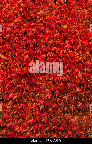 Bunte Blätter im Herbst, Grilly, Auvergne, Rhône-Alpes, Frankreich Stockfoto