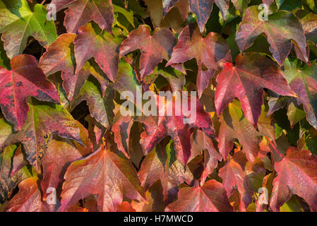 Bunte Blätter im Herbst, Grilly, Auvergne, Rhône-Alpes, Frankreich Stockfoto