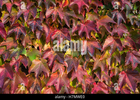 Bunte Blätter im Herbst, Grilly, Auvergne, Rhône-Alpes, Frankreich Stockfoto