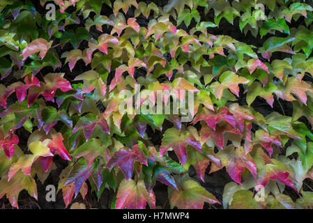 Bunte Blätter im Herbst, Grilly, Auvergne, Rhône-Alpes, Frankreich Stockfoto