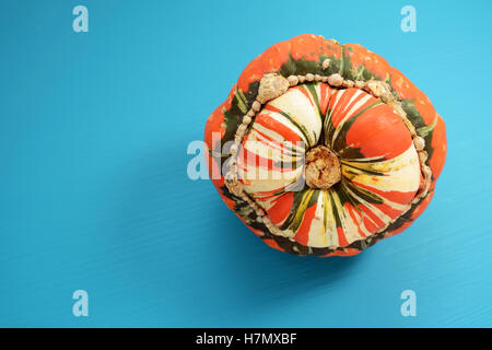 Orange, weiß und grün Türken Turban Squash auf einem hellen blau lackierten hölzernen Hintergrund mit Textfreiraum Stockfoto