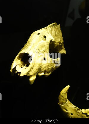 Ein Säbel-gezahnte Katze Schädel Stockfoto