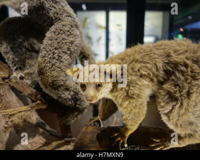 Ein Präparatoren EyeEye oder Possum in einem museum Stockfoto