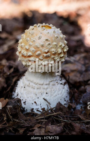 Amanita Pilz im Wald hautnah Stockfoto