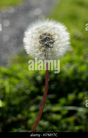 Taraxacum Officinale, Löwenzahn Samen Kopf, in den Wald Stockfoto