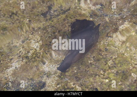 Seeschnecke schwimmen in hoher Auflösung verfügbar und mehrere Größen entsprechend die Anforderungen Ihres Projekts Stockfoto