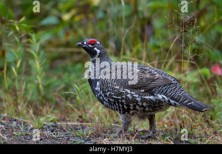 Fichtenhuhn männliche Nahaufnahme posiert in Moos im Algonquin Park, Kanada Stockfoto