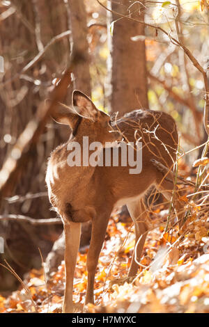 Ein junges whitetailed Reh Reh Bräutigam selbst im Wald. Stockfoto