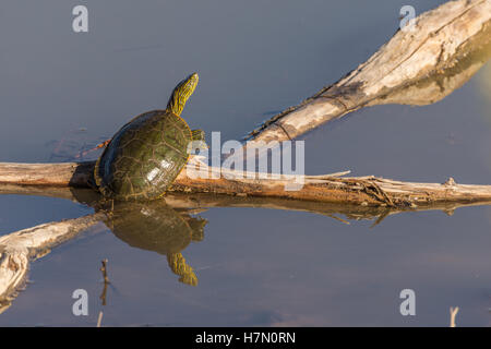 Western bemalt Schildkröte, (Chrysemmys Picta Bellii), Bosque del Apache National Wildlife Refuge, New Mexico, USA. Stockfoto