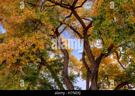 Rio Grande Cottonwood (Populus Deltoides), Farbwechsel im Herbst.  Los Poblanos Felder Freifläche, Albuquerque, NM. Stockfoto