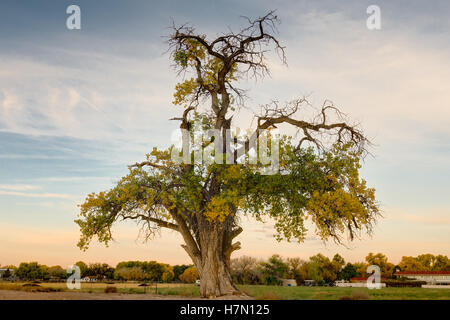 Rio Grande Cottonwood (Populus Deltoides), Farbwechsel im Herbst.  Los Poblanos Felder Freifläche, Albuquerque, NM. Stockfoto