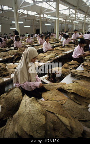 Indonesien Java Jember, Tabakfabrik, Frauen Art und Sorte Tabakblättern, die für Zigarren verwendet werden Stockfoto