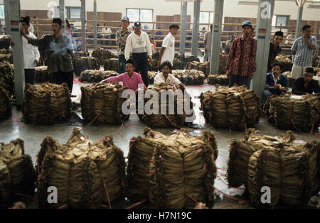 Indonesien Java Jember, Tabak-Auktion, Landwirt verkaufen getrockneten Tabakblätter, die für Zigarren verwendet werden Stockfoto