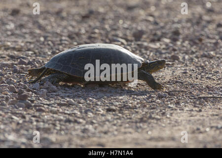 Western bemalt Schildkröte, (Chrysemmys Picta Bellii), Bosque del Apache National Wildlife Refuge, New Mexico, USA. Stockfoto