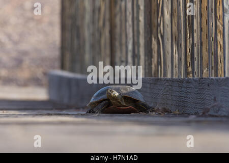 Western bemalt Schildkröte, (Chrysemmys Picta Bellii), Bosque del Apache National Wildlife Refuge, New Mexico, USA. Stockfoto