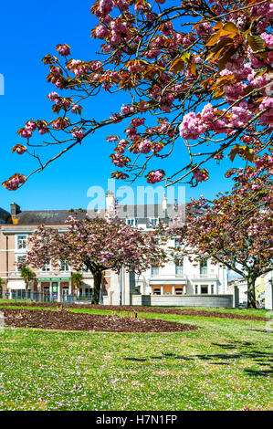 Kirschblüte Stockfoto