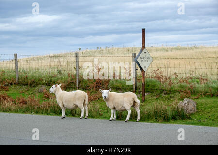 Schafe auf der Straße, Isle Of Skye, Trotternish, Schottland Stockfoto