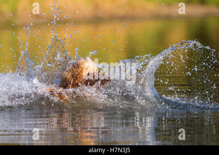 königlichen Pudel Spaß beim Schwimmen in einem See Stockfoto