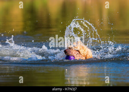 königlichen Pudel Spaß beim Schwimmen in einem See Stockfoto