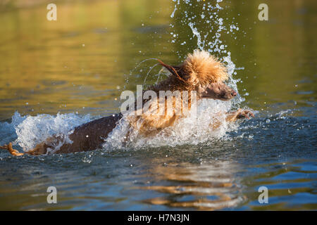 königlichen Pudel Spaß beim Schwimmen in einem See Stockfoto