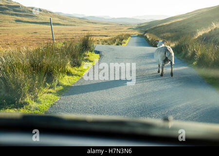 Schafe auf der Straße, Isle Of Skye, Schottland Stockfoto