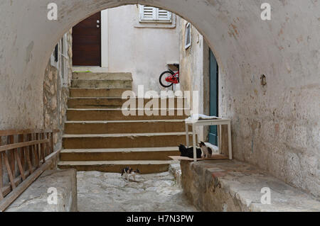 Katzen sind in Kroatien sehr beliebt und häufig durchstreifen die Straßen von Dubrovnik. Stockfoto