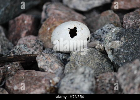 Ei von Vogel nach dem Schlupf und Verlegung in Steinen oder auf dem Boden Stockfoto