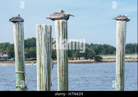 Braune Pelikane, die hoch oben auf dock Pilings in Mayport in Jacksonville, Florida, USA. Stockfoto