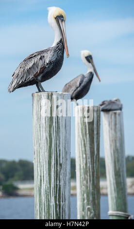 Pelikane in Mayport in Jacksonville, Florida, USA. Stockfoto