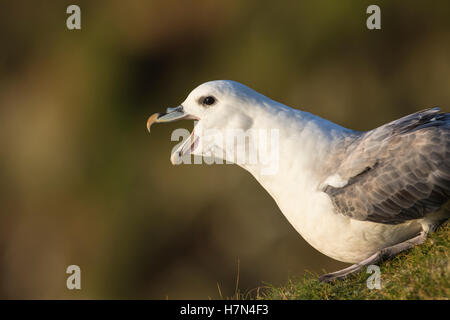 Ruft nördliche Fulmar (Fulmarus Cyclopoida), Festland Shetland, Schottland Stockfoto