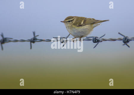 Gelb-browed Laubsänger (Phylloscopus Inornatus) gehockt Drahtzaun, Festland Shetland Stockfoto