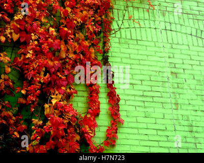 Rote und gelbe Efeu an eine grüne Mauer in Amsterdam, Holland Stockfoto