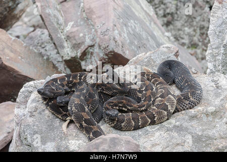 4 trächtige dunkle phase Holz Klapperschlangen am Rookery Bereich im Rock-Bereich in der Nähe von Den Aalen. Stockfoto