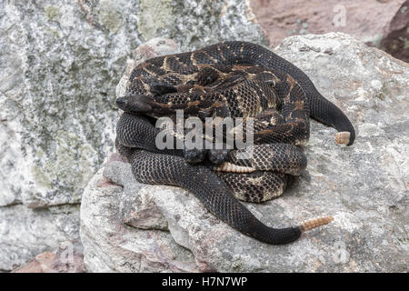 4 trächtige dunkle phase Holz Klapperschlangen am Rookery Bereich im Rock-Bereich in der Nähe von Den Aalen. Stockfoto