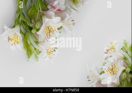 Rahmen aus weißen Blüten Alstroemeria mit Platz für text Stockfoto