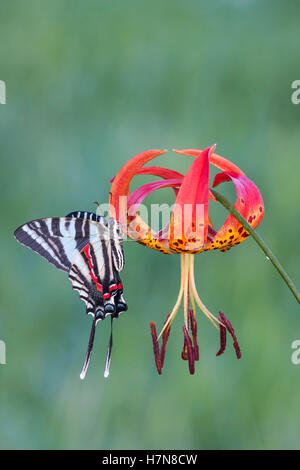 Zebra Schwalbenschwanz (Protographium Marcellus) Erwachsenen aussteigen auf Turk Kappe Lilie (Lilium Superbum) Blüte. Stockfoto