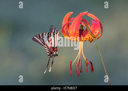 Zebra Schwalbenschwanz (Protographium Marcellus) Erwachsenen aussteigen auf Turk Kappe Lilie (Lilium Superbum) Blüte. Stockfoto